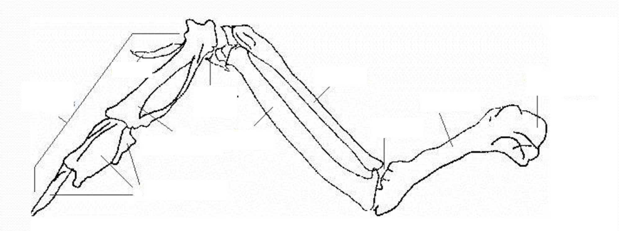 <p>Name the anatomy of the forelimb = wing&nbsp;</p>