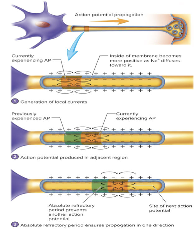 <p>Propagation of APs- Unmyelinated axon<br>1. when an action potential is produced, the inside of the membrane becomes more positive than outside. This diffusion of Na+ is called a local current<br>2. as a result of the local current, the part of the membrane immediately adjacent to the action potential depolarizes<br>3. if an action potential propagation is initiated at one end of the axon, it is propagated down the axon. The absolute refractory period ensures one-way propagation of an action potential because it precents the local current from stimulating the production of the action potential in the reverse direction</p>