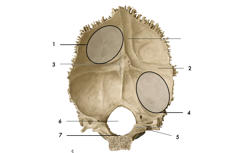 Sillon du sinus transverse
