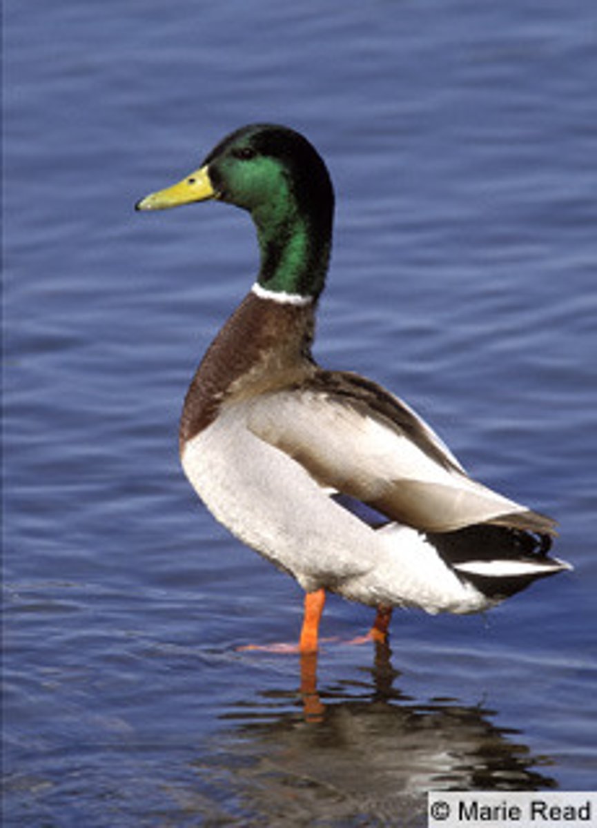 <p>Anseriformes</p>
