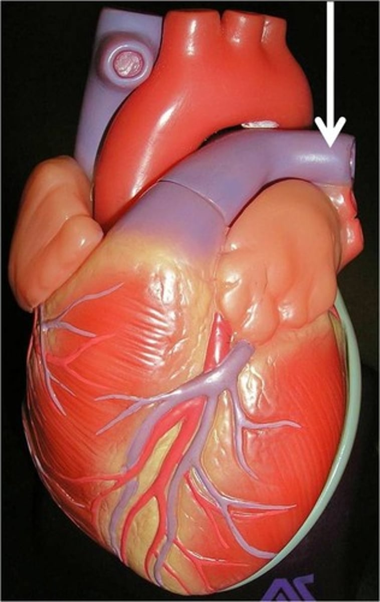 <p>The arteries that carry deoxygenated blood from the pulmonary trunk to the lungs.</p>