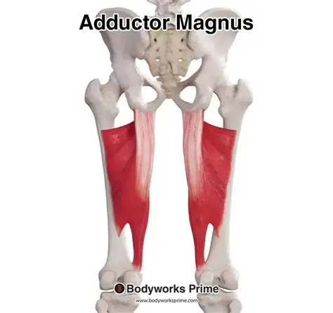 <p>Extends hip and forms adductor hiatus for femoral vessels. (Tibial part of sciatic). ๐ Deep posterior medial thigh sheet. ๐ก "Magnus = massive adductor."</p>