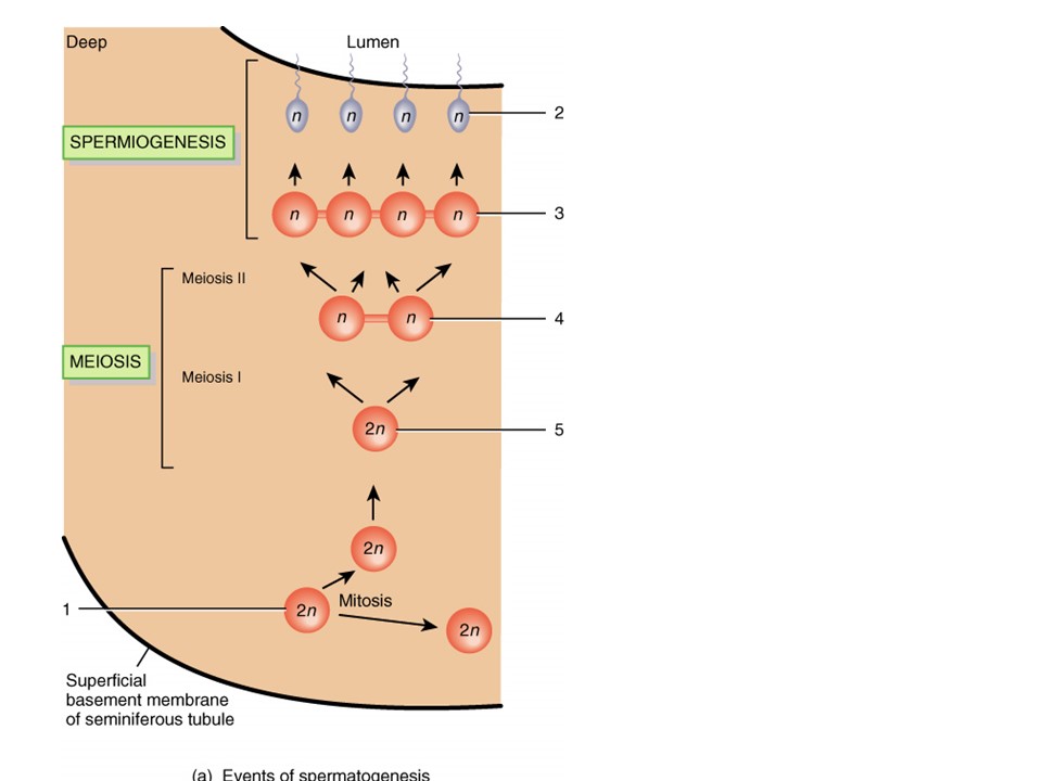 <p>which cell is a diploid stem cell?</p>