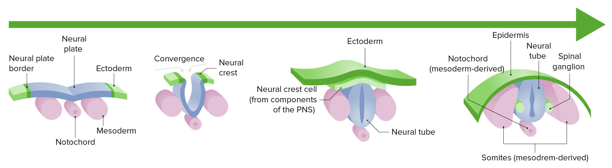 <ol start="4"><li><p><strong>Mammals</strong></p></li></ol><ul><li><p>process of neurulation is also through _____ neurulation.</p></li><li><p>The neural plate folds in on itself to form the neural groove, which then fuses to form the neural tube.</p></li><li><p>The neural crest cells are formed from the ectodermal cells adjacent to the neural tube</p></li></ul>