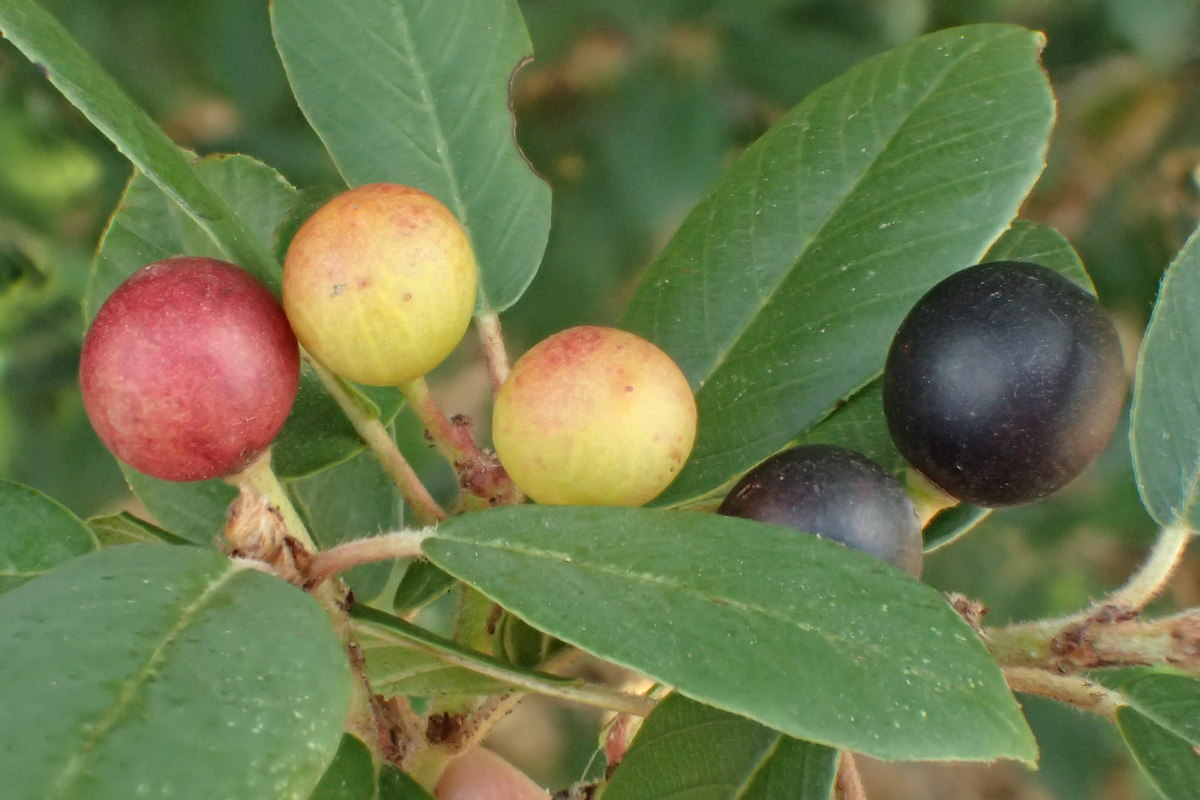 California coffeeberry