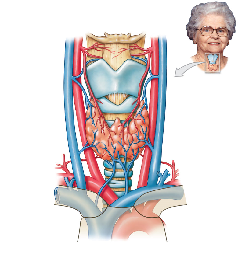 <p>Sits anterior to trachea → when it becomes enlarged you can feel it</p><p>Gland that secretes thyroid hormone and also regulates calcium levels</p><p>Acts like a lipid in terms of crossing the membranes</p>