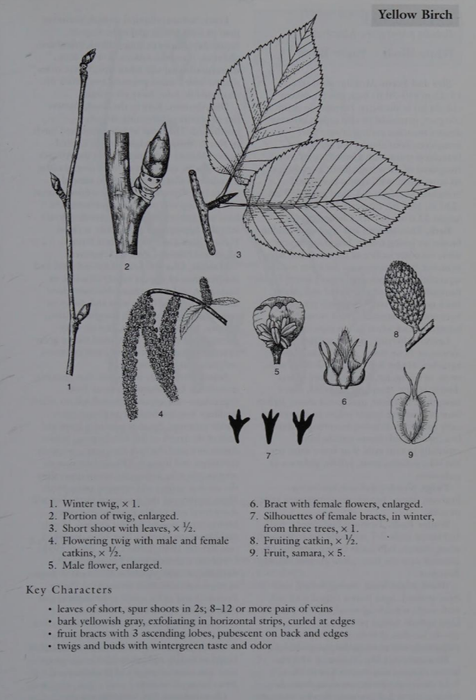 <p>Family: Betulaceae</p><p>Physiognomy: Nt Tree</p><p>Common Name: Yellow Birch</p><p>Leaf: Alternate, simple, doubly serrate, bristle tipped </p>