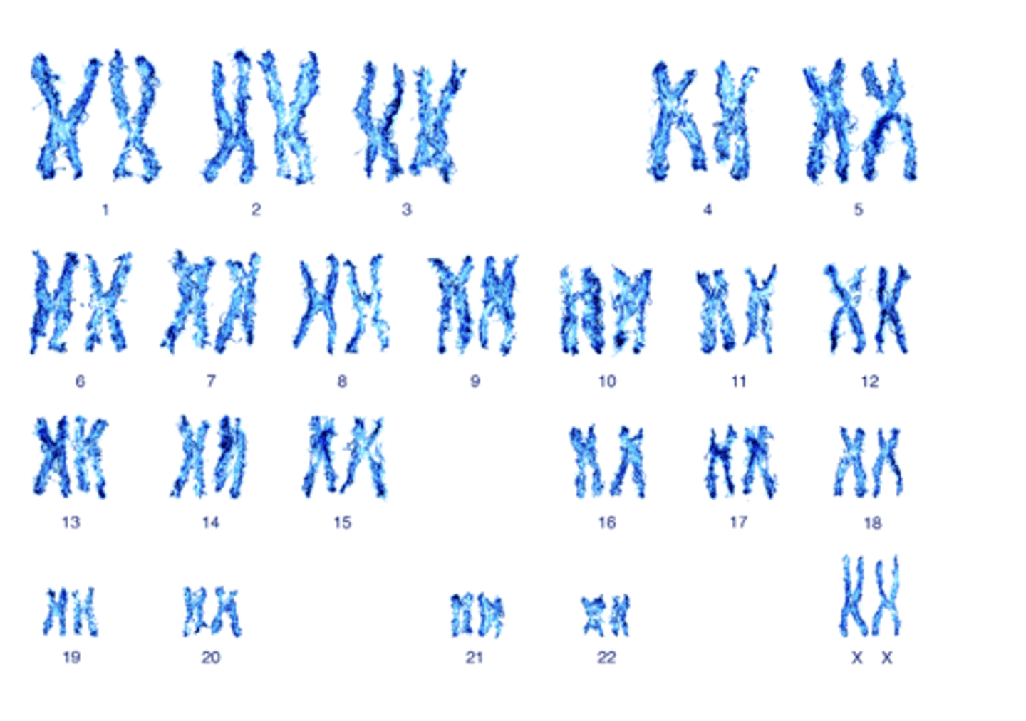 <p>Strands of DNA carrying genetic information <br>- Human cells: 46 chromosomes in 23 pairs except sex cels (not paired)<br>- Each chromosome contains thousands of genes, also in pairs</p>