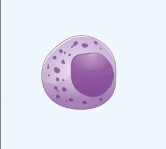 <p>What cell is this?</p>