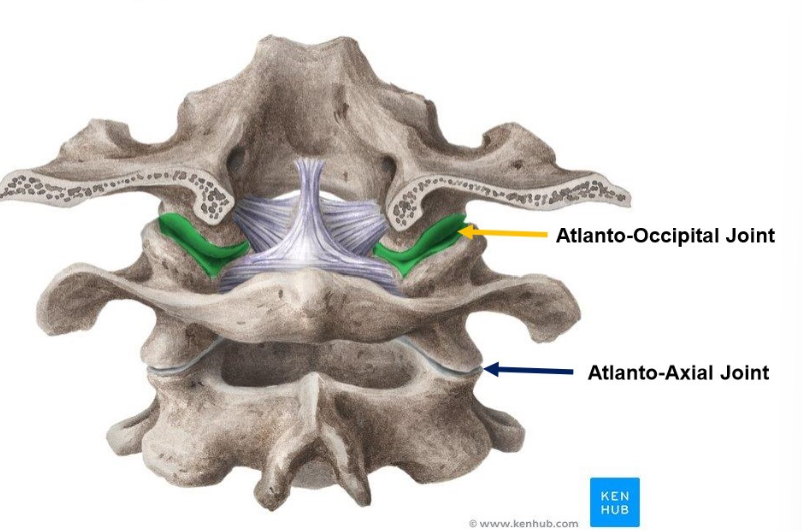 <p>atlanto-occipital joint </p><p>atlanto-axial joint </p>