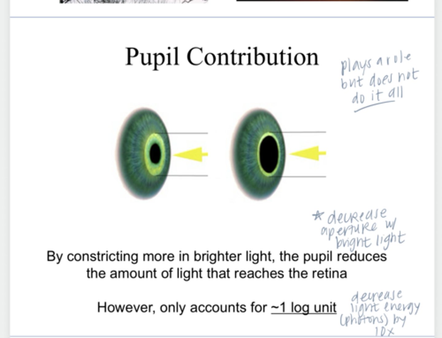 <p>What is the function of the pupil constricting more in bright light?</p>