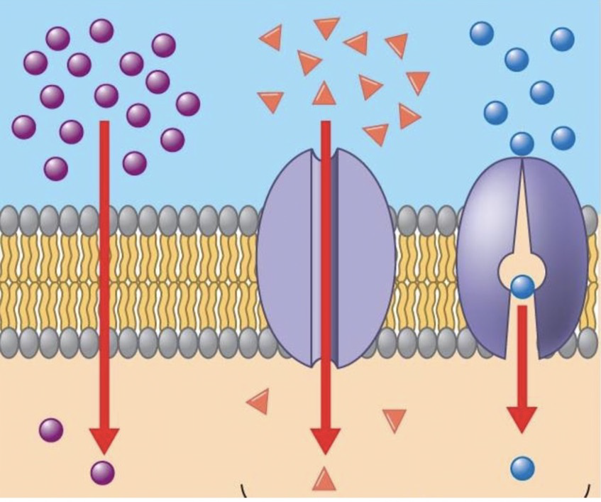 <ol><li><p>Difuzija anorganskih ionov: difuzija skozi <strong>ionski kanalček (poro)</strong> = membransko beljakovino z izbirno prepustnim kanalčkom, ki je bolj pozitivno ali bolj negativno nabit. Kanalčki pogosto niso odprti ves čas, ampak njihovo odpiranje sproži električni ali kemijski signal.</p></li><li><p>Difuzija vode: difuzija vode lahko poteka skozi biotsko membrano, takrat je to <strong>osmoza</strong>. Lahko poteka tudi skozi beljakovinske kanalčke = <strong>akvaporine</strong>.</p></li><li><p>Večje organske molekule: prehajajo skozi beljakovinske prenašalce. Ko se na beljakovinski prenašalec veže molekula, se njegova oblika spremeni, molekula pa se odcepi in se sprosti na drugo stran membrane (slika: 3. beljakovina)</p></li></ol>