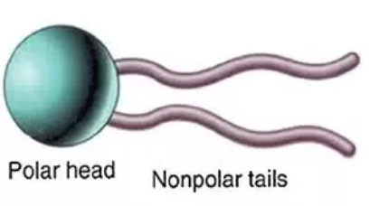 <p>polar molecules are repelled by polar heads —&gt; facilitated diffusion</p>