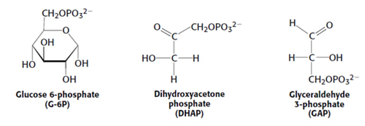 <p>glucose' conversion into glucose-6-phosphate. Other intermediates in this path include G-6PP, DHAP and GAP.</p>