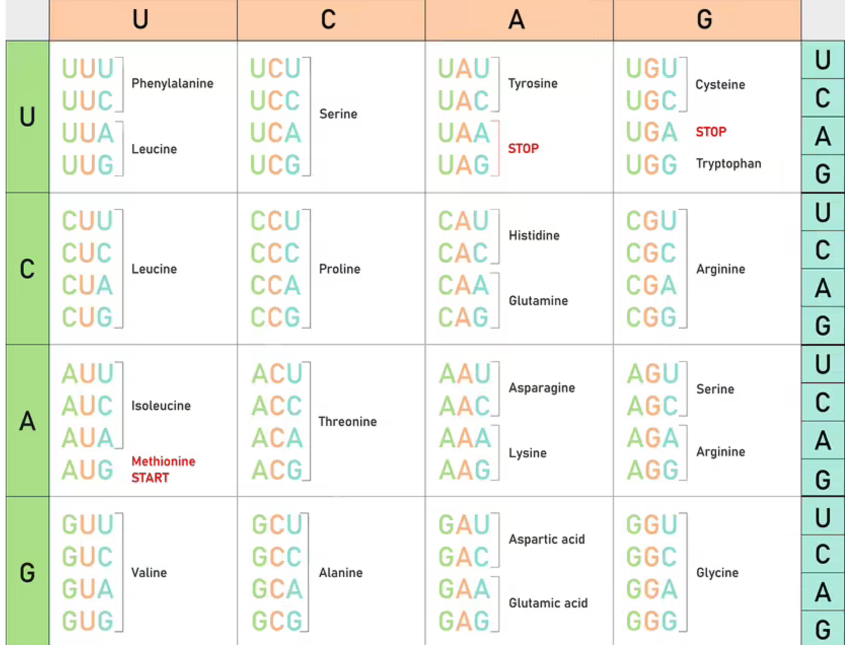 <p>Is why different mRNA combos can equal the same amino acid</p>