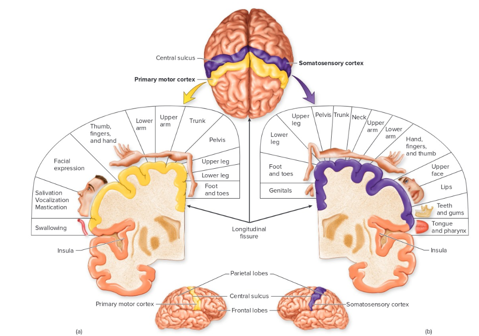 knowt flashcard image