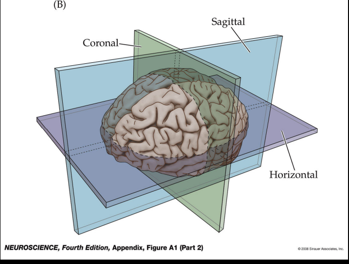 <p>cut the brain like a guillotine </p>