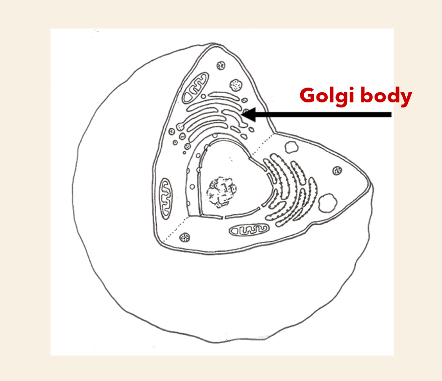 <p>structure:</p><ul><li><p> stacked flatten membranes</p></li></ul><p>function </p><ul><li><p>modify and package protein for secretion (discharged from cell) </p><p>→ give them to vesicles</p></li></ul><p></p>