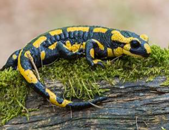 <p>Salamandra salamandra</p>