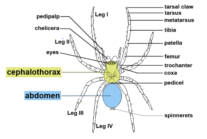 <p>What do spiders have that mites dont?</p>