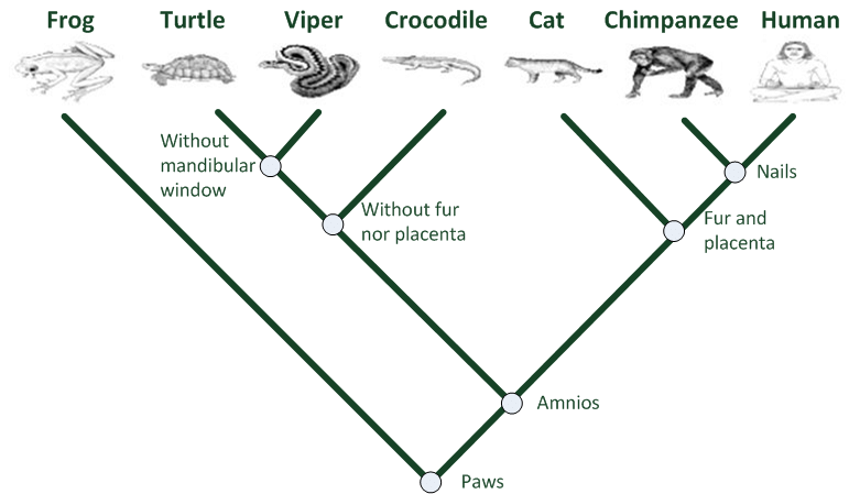 <p>A diagram used to represent a relationship between a group of animals  {Most often based on traits… number of limbs, presence of fur or hair, wings, etc.}</p>