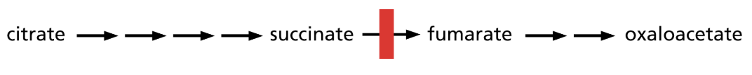 <p>Explain Kreb’s experiment that supports that the citric acid cycle is cyclical instead of linear</p>