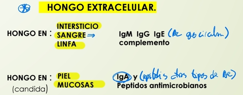 <p><span data-name="arrow_right" data-type="emoji">➡</span>En <u>sangre</u><span data-name="drop_of_blood" data-type="emoji">🩸</span> o <u>linfa</u>: anticuerpos <strong>IgG IgM IgE</strong></p><p class="has-focus">Se activa el complemento. Fagocitosis. Neutralizacion.</p><p class="has-focus"><span data-name="arrow_right" data-type="emoji">➡</span>En <u>epitelios</u>: hay peptidos antimicrobianos. Anticuerpos <strong>IgA</strong></p><p class="has-focus"></p>
