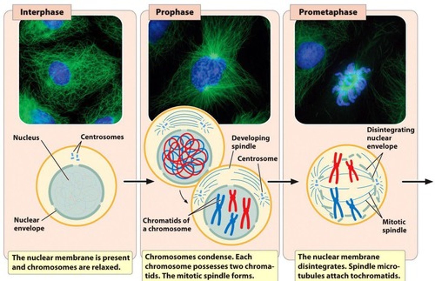 <p>The process of cell division that results in two identical daughter cells.</p>