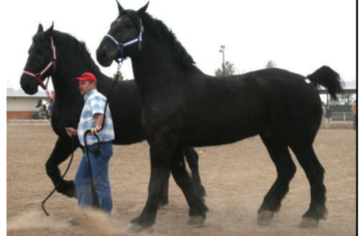 <p><span style="color: rgb(7, 7, 7);"><span>Origin: France</span></span><span style="color: rgb(7, 7, 7);"><br></span><span style="color: rgb(7, 7, 7);"><span>Color: Gray or Black</span></span><span style="color: rgb(7, 7, 7);"><br></span><span style="color: rgb(7, 7, 7);"><span>Body: 15-19 hands</span></span><span style="color: rgb(7, 7, 7);"><br></span><span style="color: rgb(7, 7, 7);"><span>Heavy, solid, strong</span></span><span style="color: rgb(7, 7, 7);"><br></span><span style="color: rgb(7, 7, 7);"><span>Traits: Calm temperament</span></span><span style="color: rgb(7, 7, 7);"><br></span><span style="color: rgb(7, 7, 7);"><span>Purpose: Work; Pull loads</span></span><span style="color: rgb(7, 7, 7);"><br></span><span style="color: rgb(7, 7, 7);"><span>Most popular cart horse in the world</span></span></p>