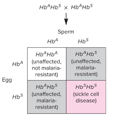 <p>A blood disease caused by the protozoan<em> Plasmodium</em>. The parasite undergoes its life cycle in mosquitos and then in red blood cells. Those who are heterozygous for abnormal hemoglobin can’t really be infected with this because their red blood cells will rupture when infected, preventing propogation of the parasite.</p>