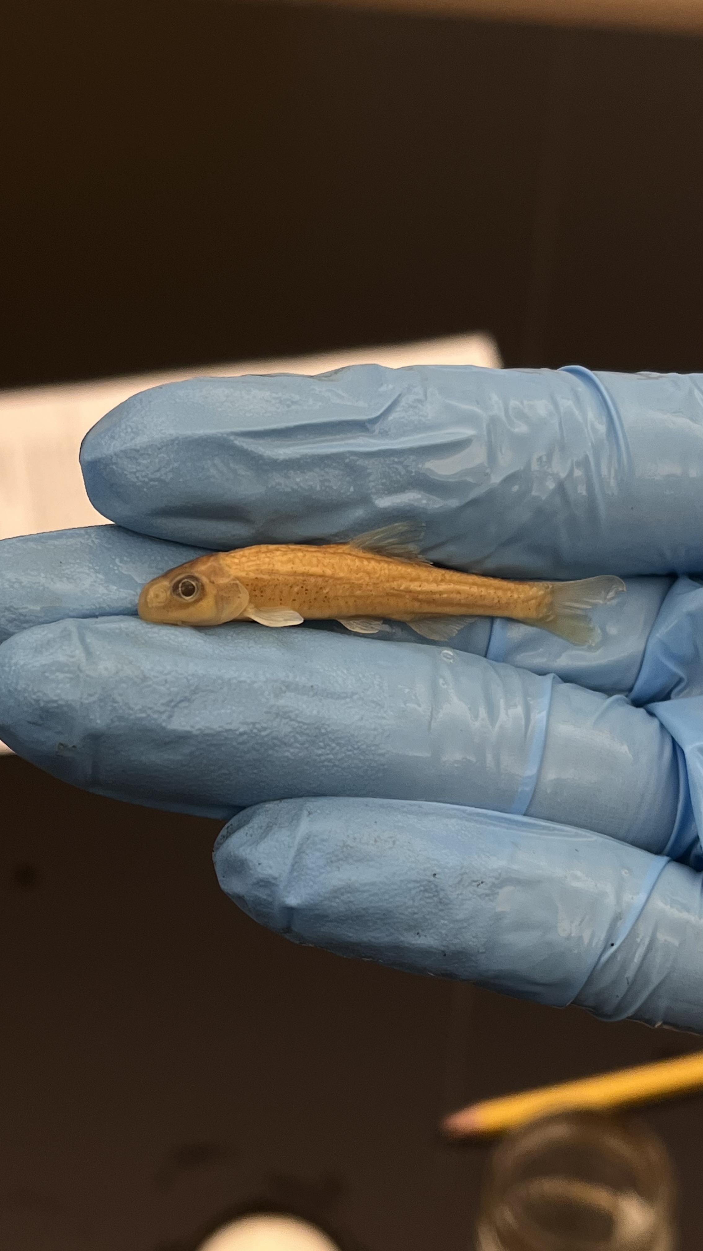 <p>Speckled Chub</p>