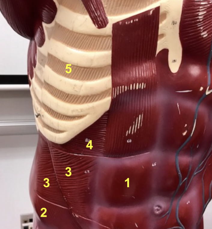 <p><span style="font-family: "Times New Roman", serif">This model shows the <strong><em>rectus abdominis (1)</em></strong> and <strong><em>external oblique (2). </em></strong>What muscle is indicated by 3?</span></p>