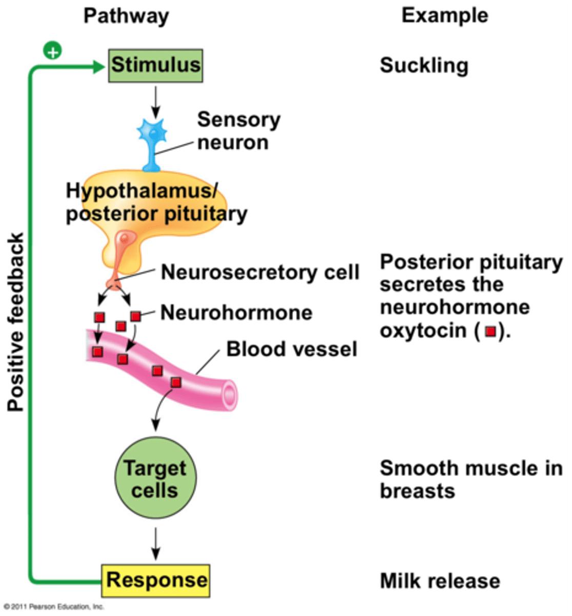<p>Nervous signals (neurotransmittors) from axons stimulate the release of hormones into blood.</p><p>Like how hypothalamus stimulates the posterior pituitary gland by neurons to release hormones.</p>