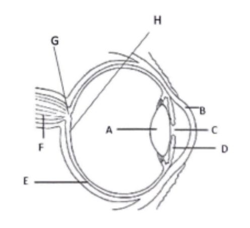 <p>What is the name and function of C?</p>