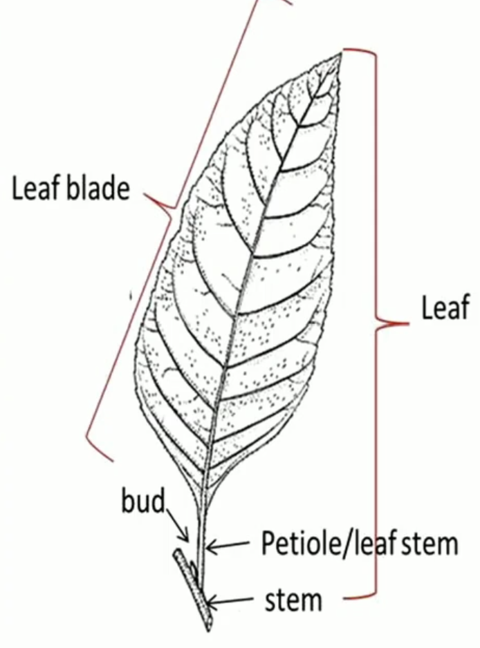 <p>one blade &amp; petiole/leaf stem</p>