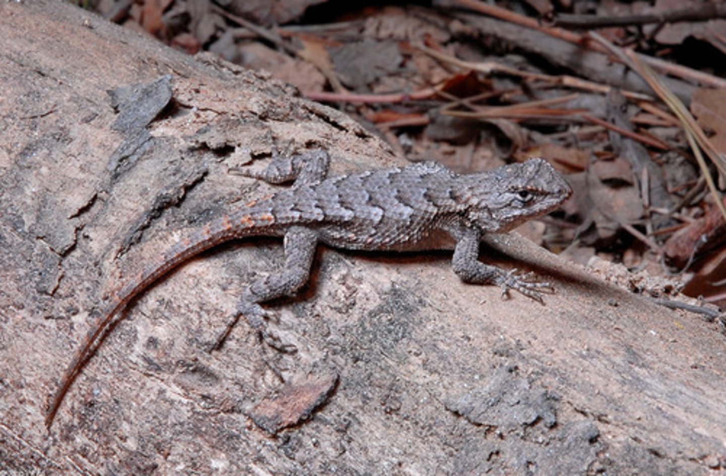 <p>Sceloporus undulatus</p>