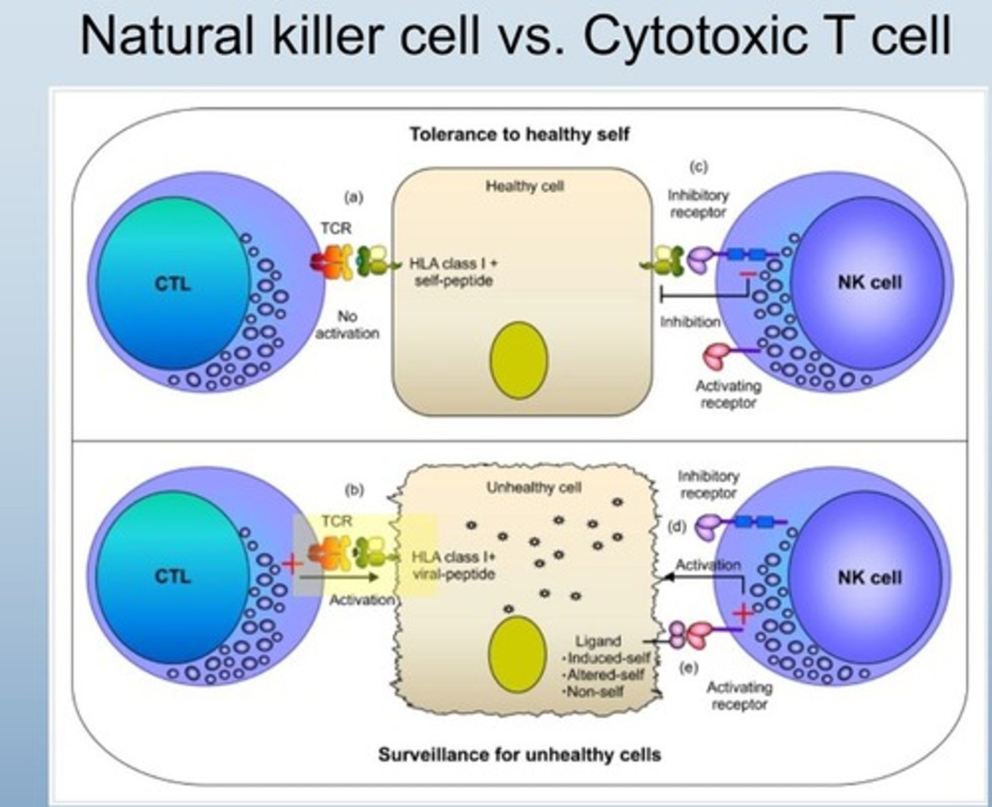 <p>Kills infected or cancerous cells.</p>