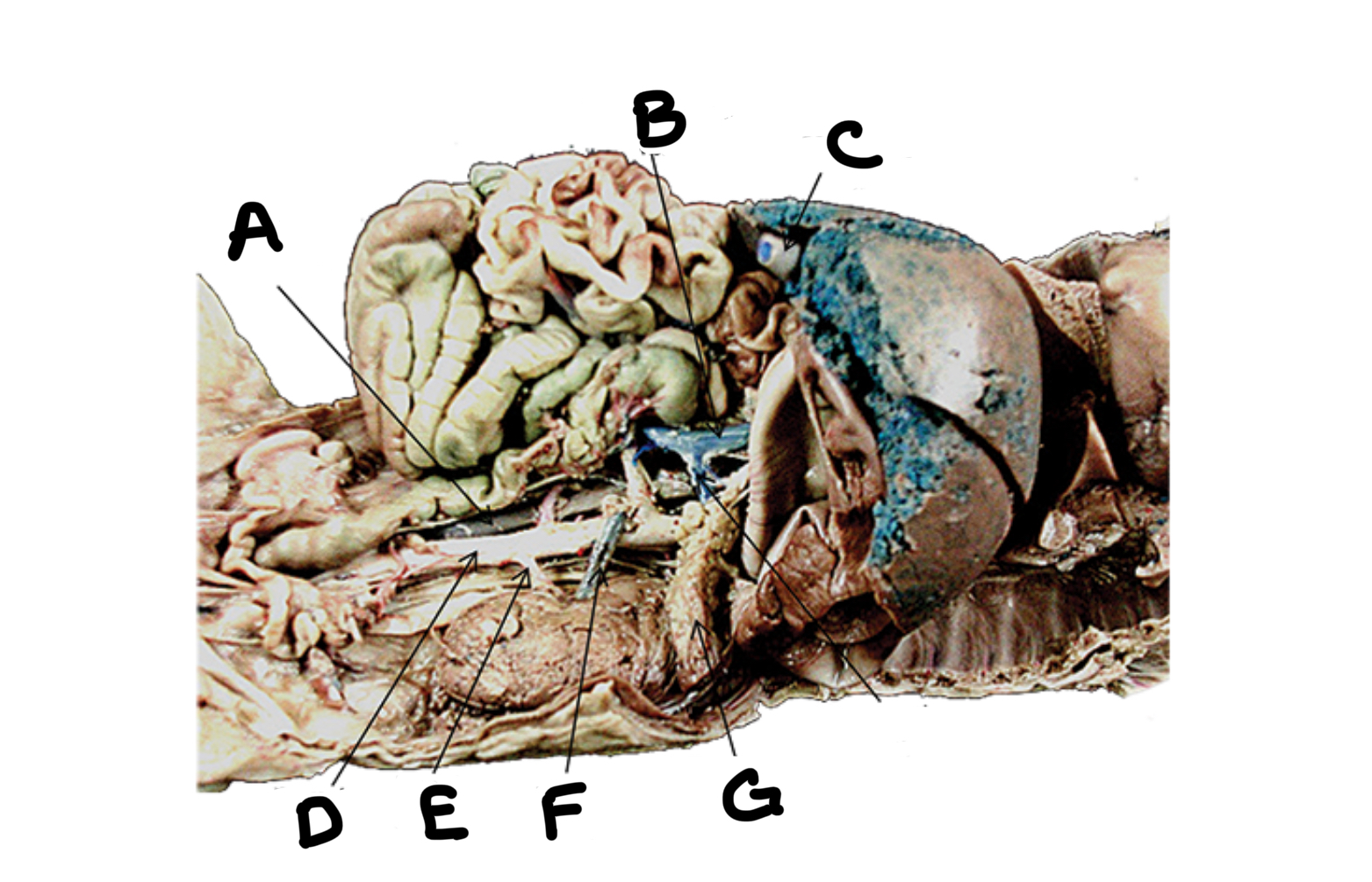 <p>What is G</p>
