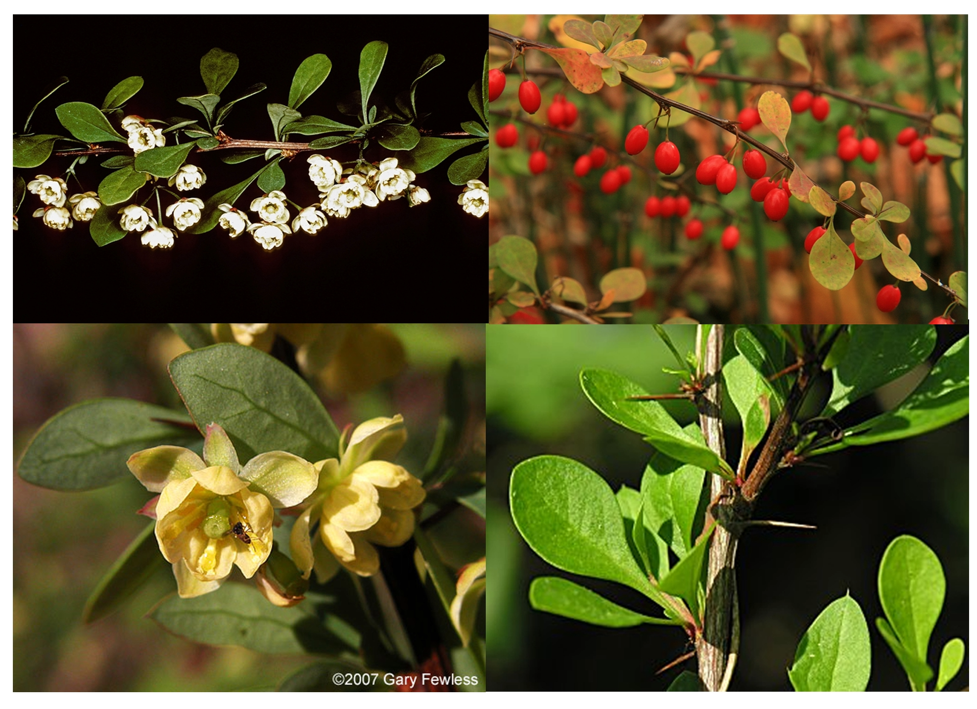 <p>CA6 CO6,9 A6,9 G_1 (monocarpic)</p>