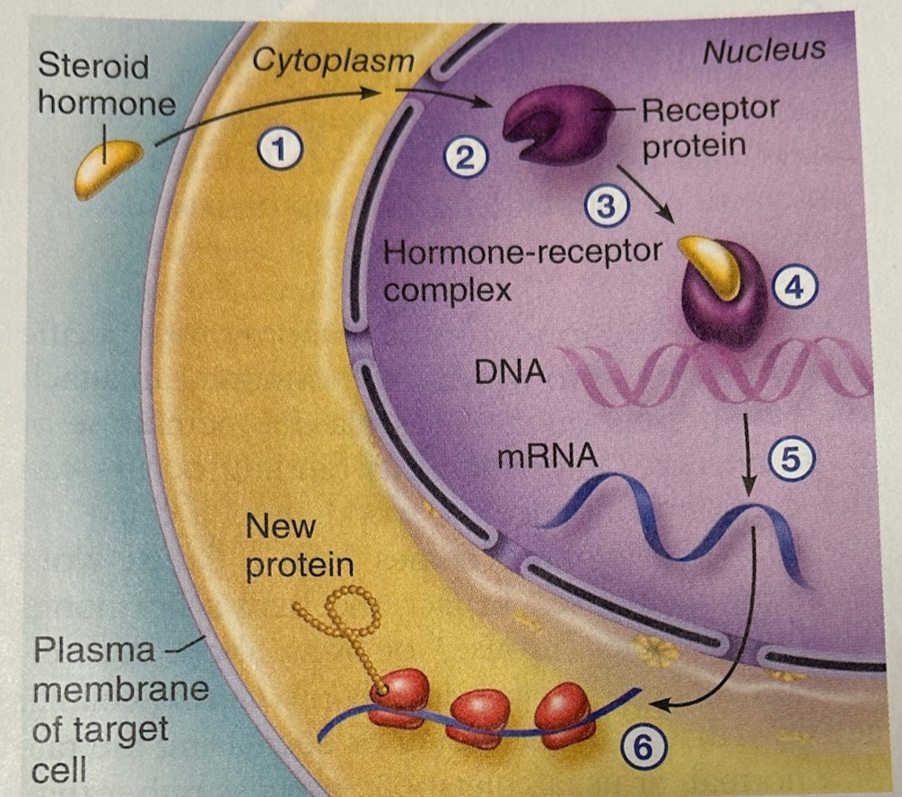 <p>Direct gene activation steps</p>