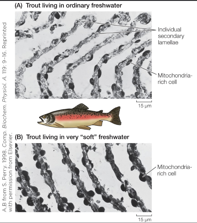 <ul><li><p>Uptake of Cl<sup>-</sup>, Na<sup>+</sup>, and Ca<sup>2+</sup> in freshwater (compensate ion loss), but excretion of Cl<sup>-</sup> and Na<sup>+</sup> in saltwater (counteract ion gain)</p></li><li><p>The density and functional type of MRCs can change depending on environmental conditions, and are partially under hormonal control</p></li></ul><p></p>