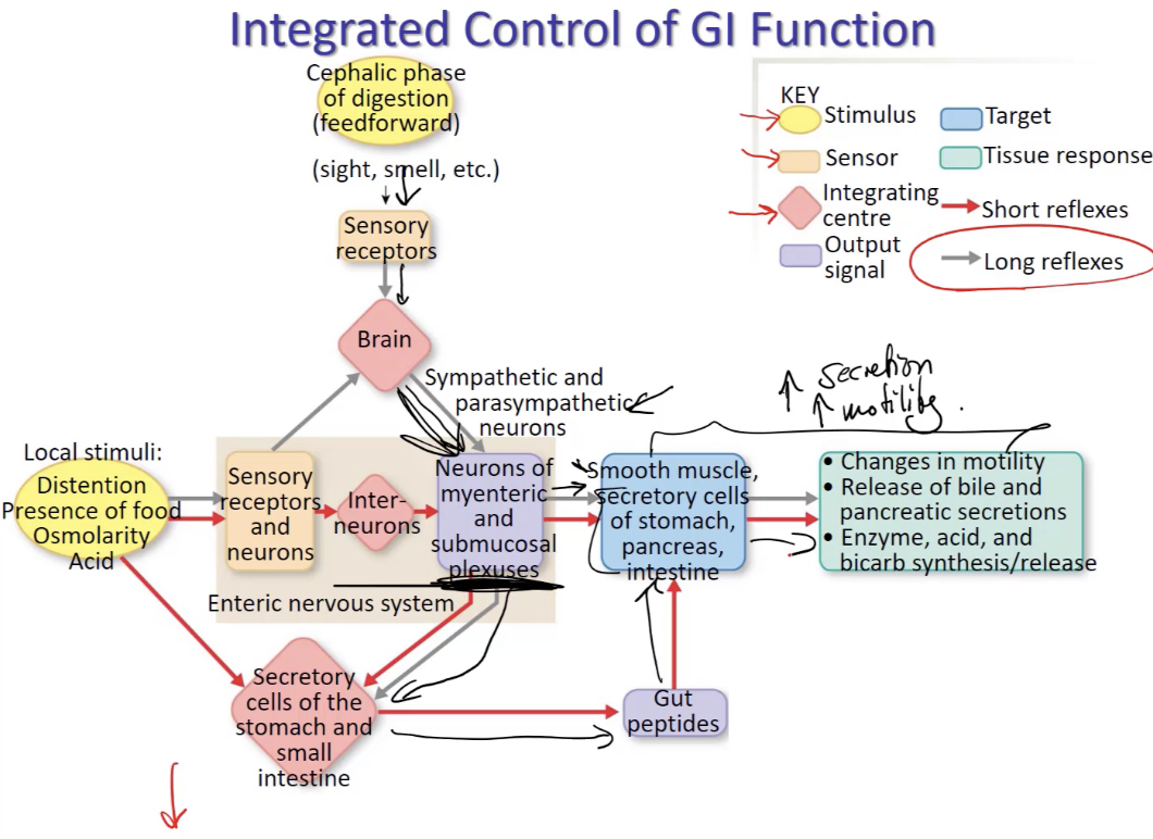 <ul><li><p>afferent info comes in → (varying) sensory info comes in from eyes, ears, nose, thought of food, etc → can be <strong>cephalic or local stimuli</strong></p></li><li><p>goes to CNS</p></li><li><p>evoke responses that get GI tract up and running</p><ul><li><p>serves as <strong>feedforward</strong> signal (anticipating change)</p></li></ul></li><li><p>efferent info is <strong>always same</strong> → autonomic response → inc (excite) parasympathetic (rest and digest) response and decrease (inhibit) sympathetic</p><ul><li><p>neurons of myenteric and submucosal plexuses</p><ul><li><p>inc smooth muscle and secretory cell activation</p></li></ul></li><li><p>secretory cells of stomach and small intestine → gut peptides</p></li></ul></li></ul><p>note: happens before food is even ingested</p>