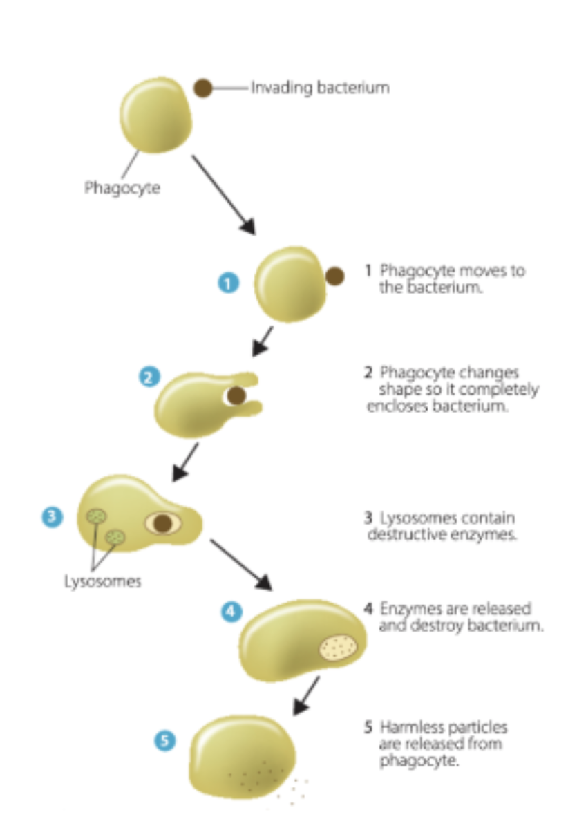 <ul><li><p>process by which phagocytes engulf and destroy foreign or unwanted material, such as bacteria or viruses.</p></li></ul><ol><li><p>Virus and cell must come into contact with one another</p></li><li><p>Virus binds to cell surface receptors on the macrophage</p></li><li><p>Macrophage surrounds virus and engulfs into the cell</p></li><li><p>Surrounded virus becomes completely enclosed in a bubble-like structure, called a ‘phagosome’, within the cytoplasm</p></li><li><p>Lysosome breaks down virus by lowering pH of its internal environment → kills/neutralises so cannot infect cell</p><p></p></li></ol>