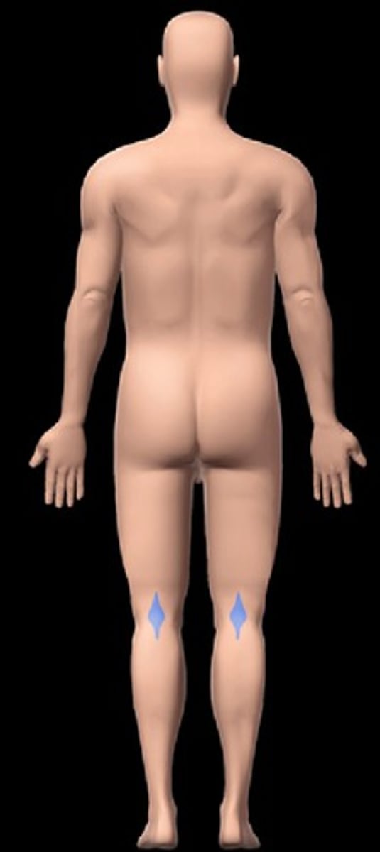 <p>the posterior side of the knee joint</p>