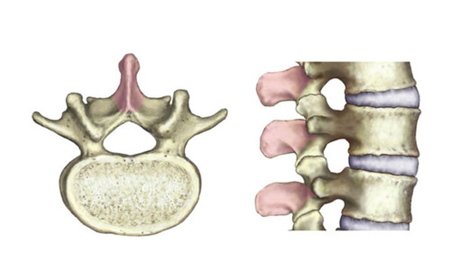 <p>Sharp, slender projection on back of vertebrae</p>