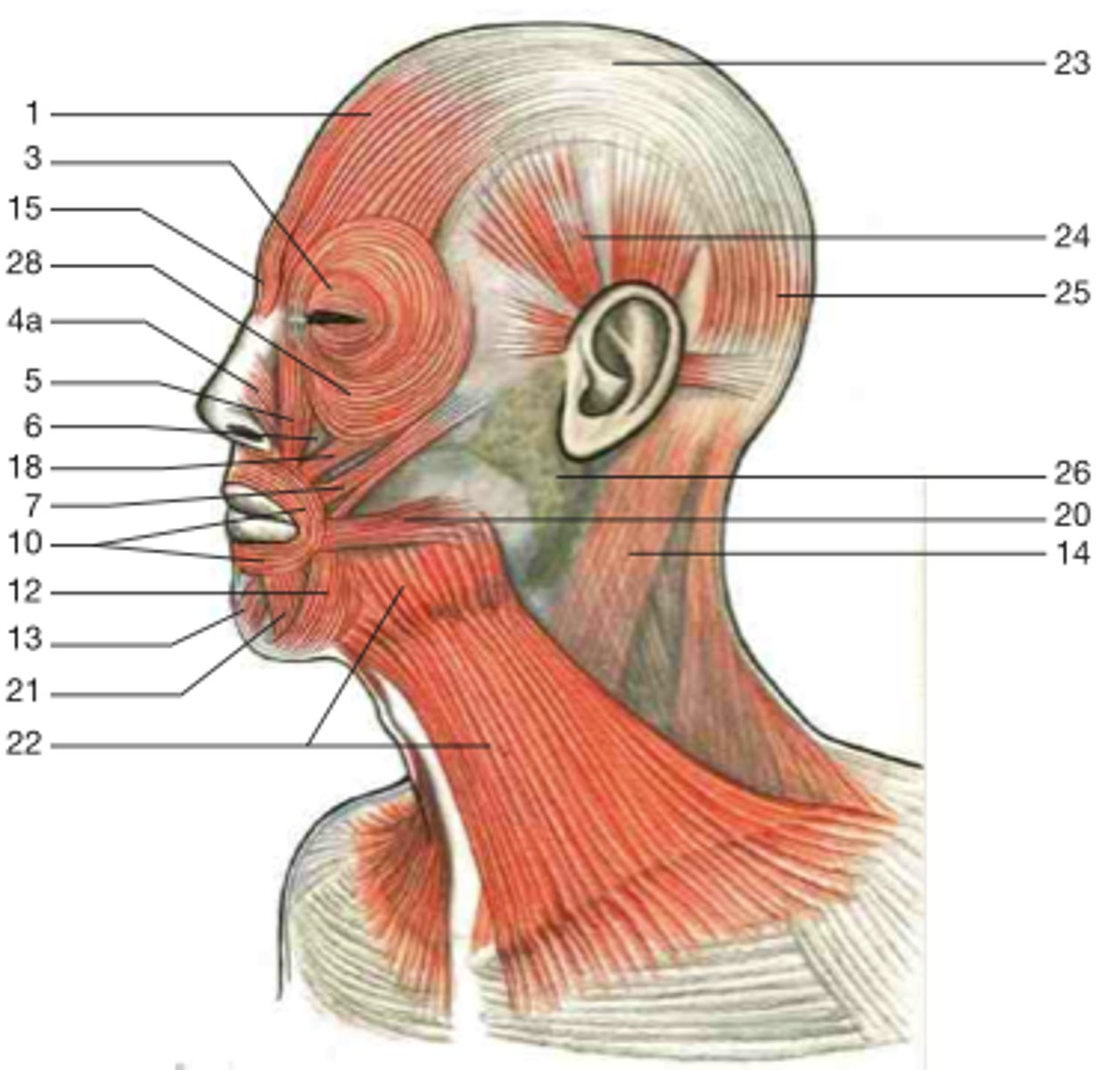 <p>tightens scalp</p><p>N: facial nerve</p><p>emotion:</p><p>24</p>