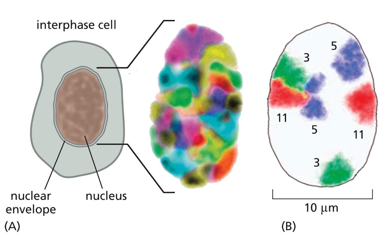 <p>________ chromosomes occupy distinct territories within the nucleus</p>