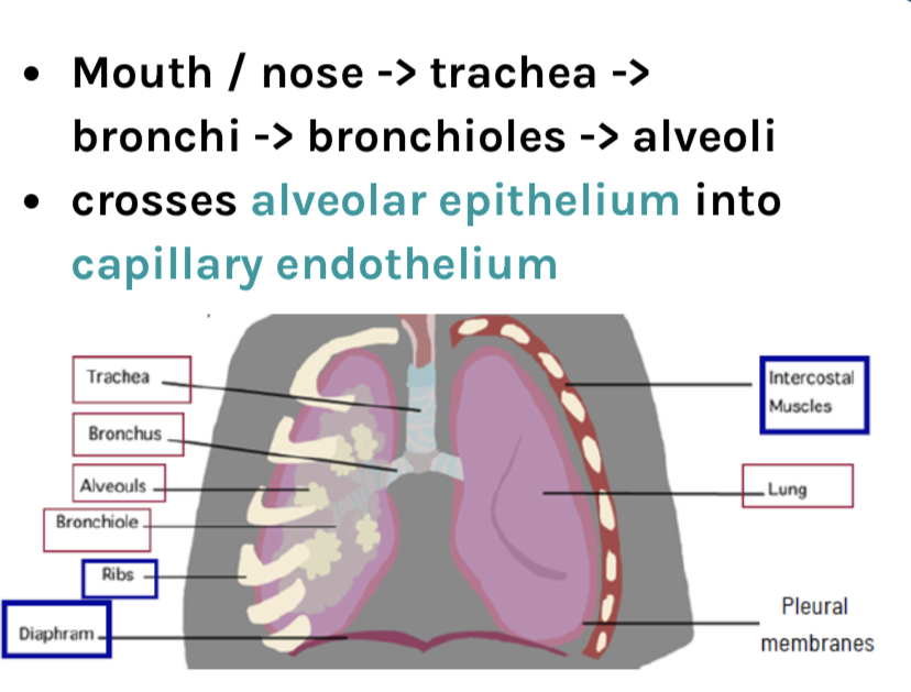 * Mouth / nose → trachea → bronchi → bronchioles → alveoli 
* crosses alveolar epithelium into capillary endothelium