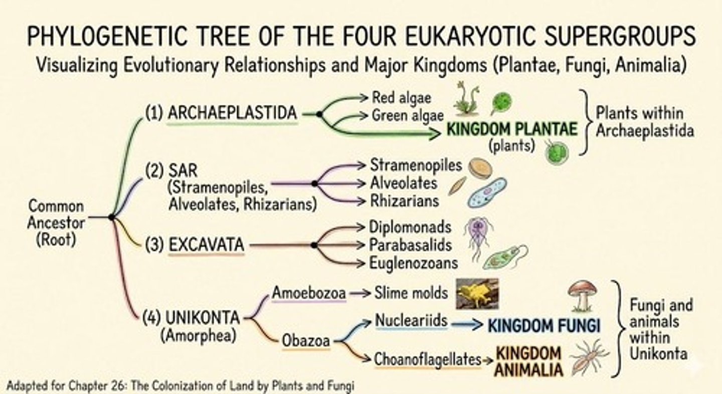 <p>Excavata, SAR Clade, Archaeplastida, and Unikonta.</p>
