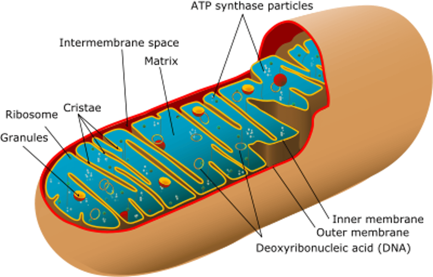 <p>An organelle with a highly folded inner membrane surrounded by a second outer membrane. Mitochondria are the site of aerobic cellular respiration, a chemical reaction that produces the ATP required to power cellular processes. They also contain their own DNA and ribosomes.</p>